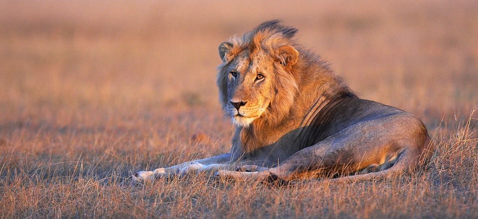 Safari en 4x4 dans la réserve du Masai Mara et le parc Amboseli, safari à pied au Lac Naivasha et détente sur les plages de Diani