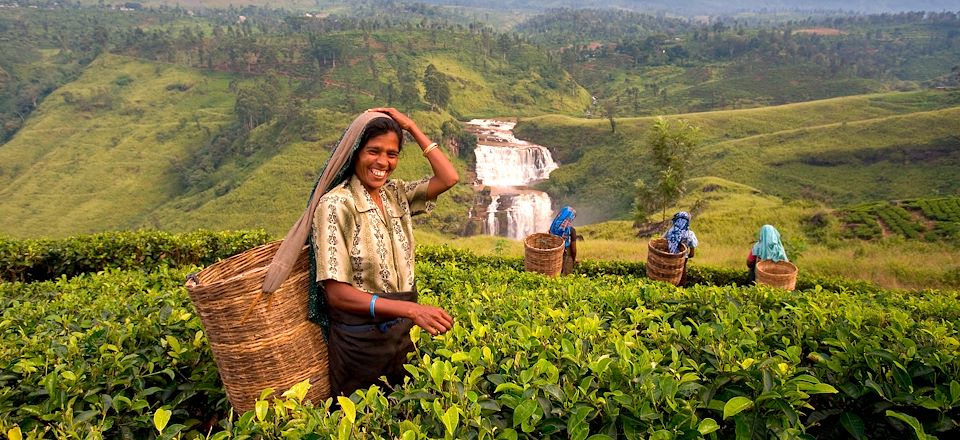 Circuit au Sri Lanka en 10 jours avec chauffeur, un concentré de plaisir dans le triangle culturel et les plantations de thé.