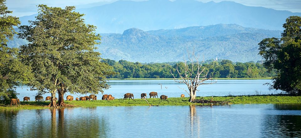 Road trip au Sri Lanka avec chauffeur, une aventure au gré des randonnées, des plages, des trains et des sites incontournables.