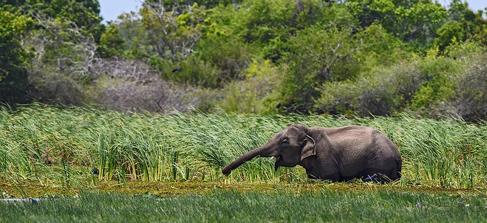 Best of du Sri Lanka en écolodge, entre découverte hors des sentiers battus et safari au milieu d'une nature préservée !