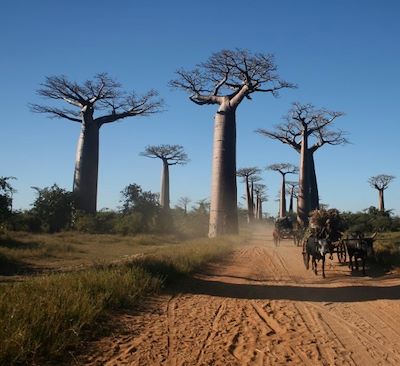 Cap à l'ouest avec la découverte de la célèbre allée des Baobabs de Morondava et randonnée dans des Tsingy de Bemaraha