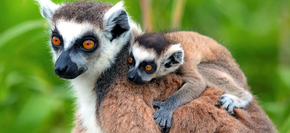 Un voyage en famille à Madagascar jusqu'à Sainte-Marie, à la recherche des lémuriens et des baleines à bosse