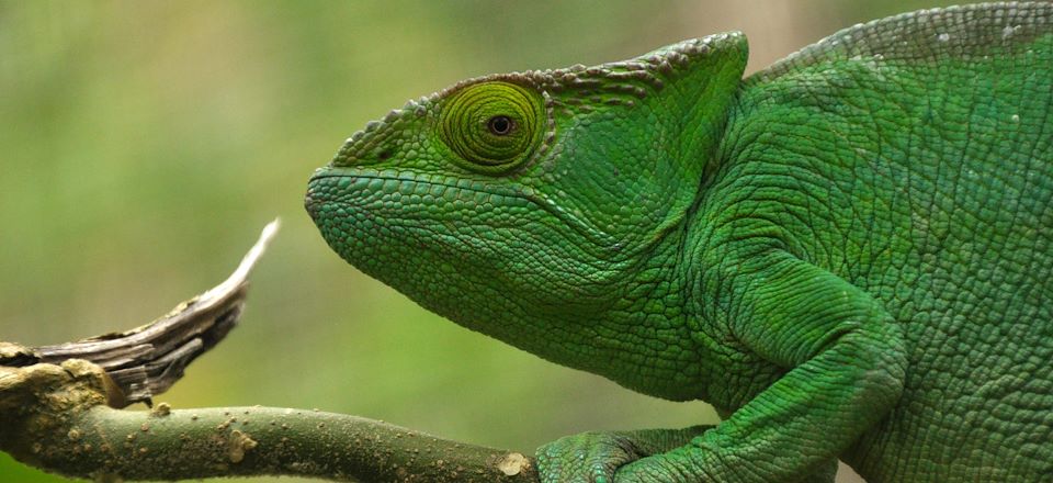 Au fil de la mythique Nationale 7, découverte des hautes terres, du parc de Ranomafana, du massif d'Isalo et du Lagon d’Ambatomilo