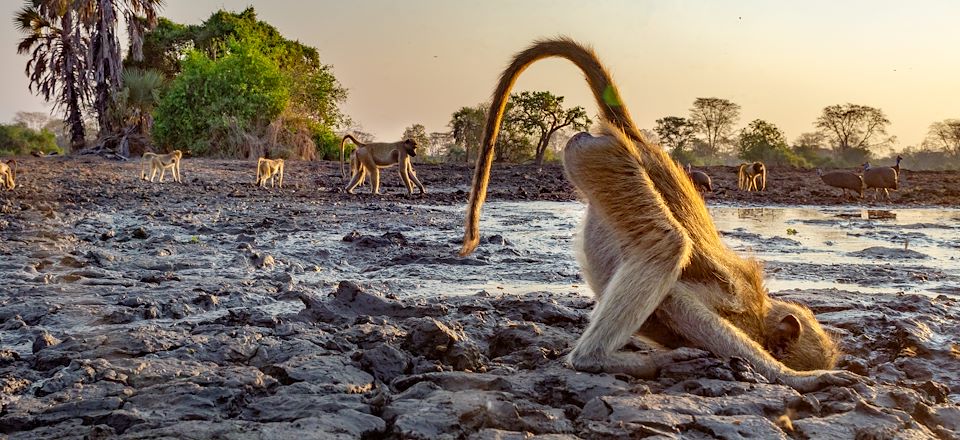 Safari hors des sentiers battus au Mozambique et plaisirs balnéaires à Vilanculos...