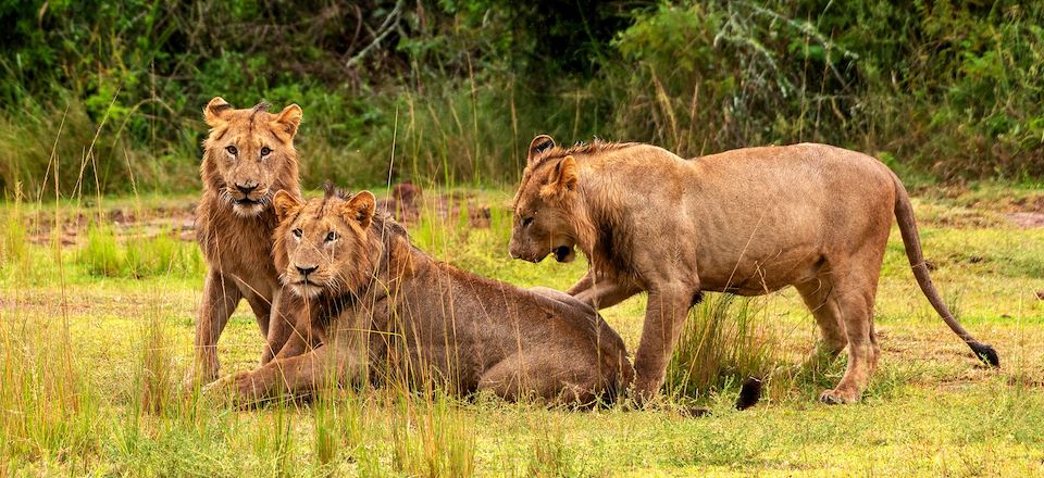 Découverte complète de la faune exceptionnelle du Rwanda : gorilles, chimpanzés, colobes, singes dorés et safari dans l'Akagera