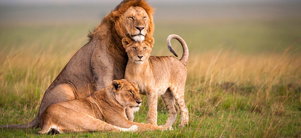 Découverte en 4x4 du cratère du N'Gorongoro, des mythiques parcs du Serengeti et de Tarangire et balade au lac Natron...