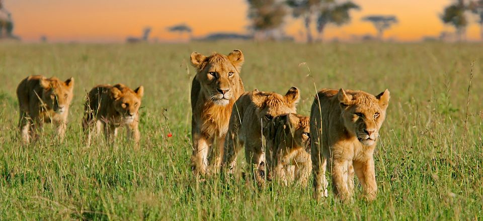 Safari confort dans les parcs du Serengeti, N'Gorongoro et Tarangire et balades au Lac Natron en camps de toile et lodges