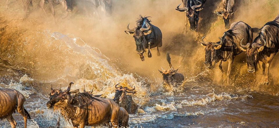 Brésil : ces volontaires viennent au secours des animaux en proie