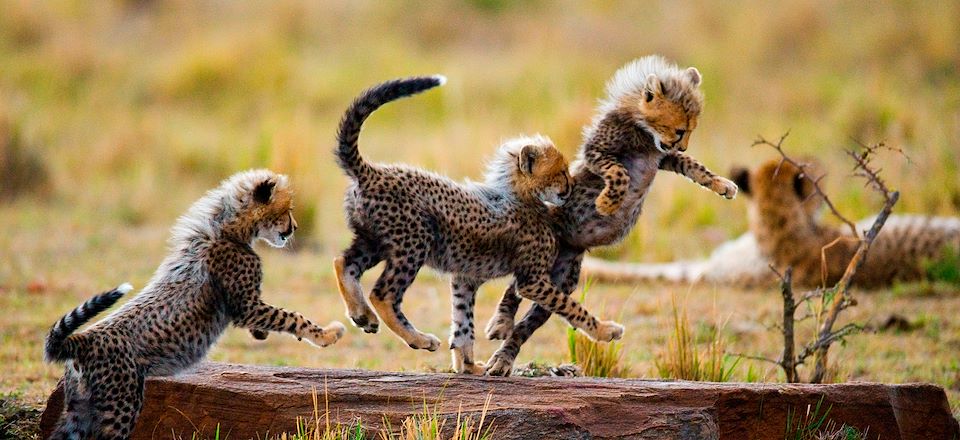 Safari confort en famille dans les parcs du Serengeti, NGorongoro et Tarangire, découvertes culturelles et détente à Zanzibar 