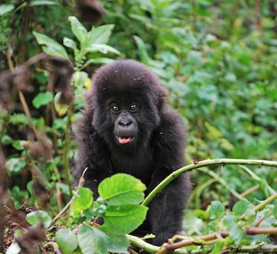 Rencontre avec les Gorilles de montagne et les Chimpanzés et safari dans les parcs nationaux Queen Elizabeth et Murchison