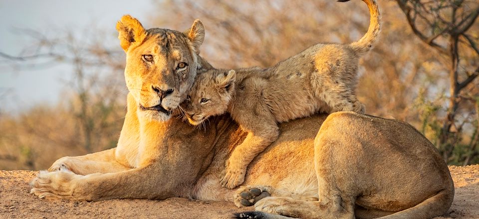 Safaris et découvertes en famille des plus beaux endroits d’Afrique du Sud du Cap à Johannesburg